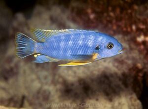 Petrotilapia microgalana